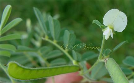  Flower and Legume